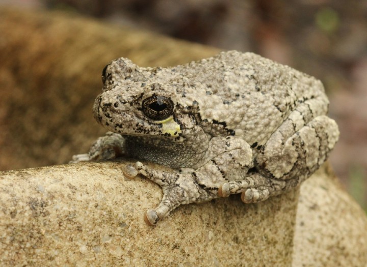 Gray Treefrog